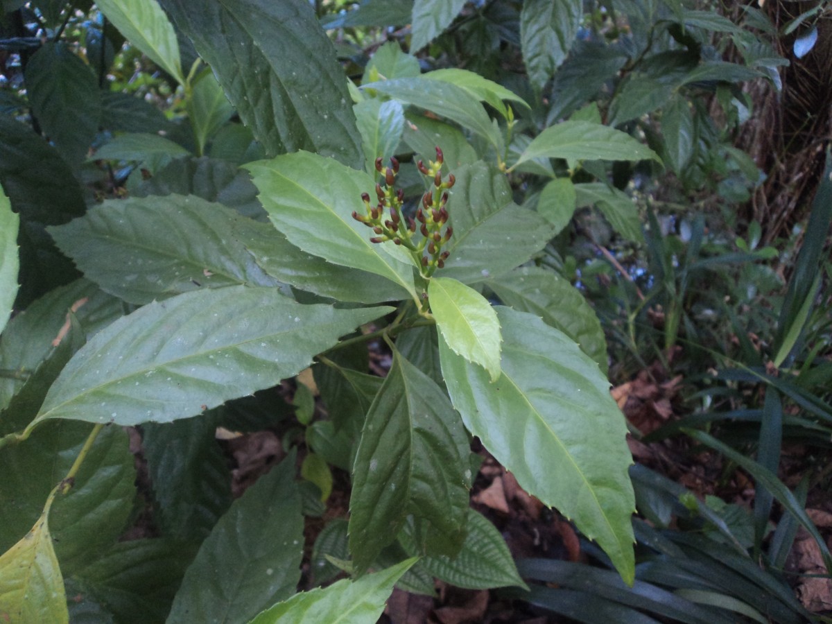 Sarcandra glabra (Thunb.) Nakai